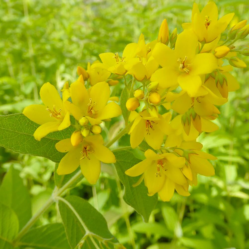 Lysimachia Vulgaris Aquatic Pond Plant - Yellow Loosestrife Aquatic Plants