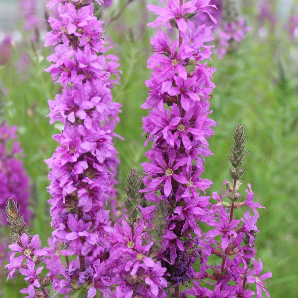 Lythrum Salicaria Aquatic Pond Plant - Purple Loosestrife Aquatic Plants