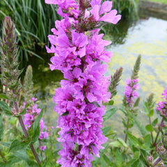 Lythrum Salicaria Aquatic Pond Plant - Purple Loosestrife Aquatic Plants