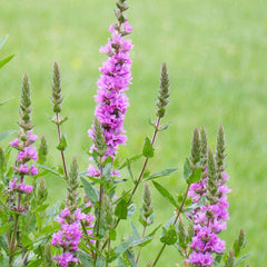 Lythrum Salicaria Aquatic Pond Plant - Purple Loosestrife Aquatic Plants