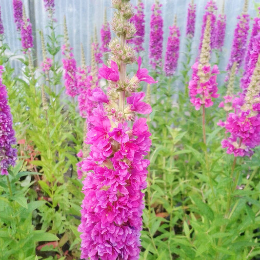 Lythrum Salicaria Robert Aquatic Pond Plant - Purple Loosestrife Aquatic Plants