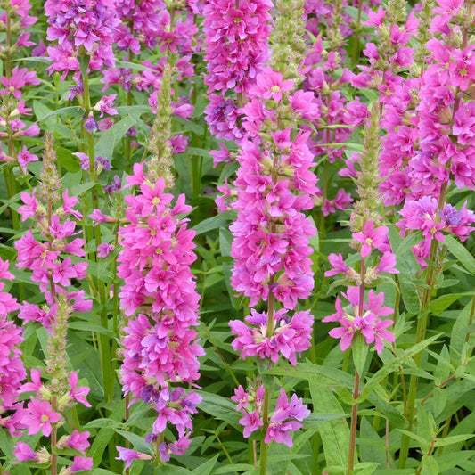 Lythrum Salicaria Robert Aquatic Pond Plant - Purple Loosestrife Aquatic Plants