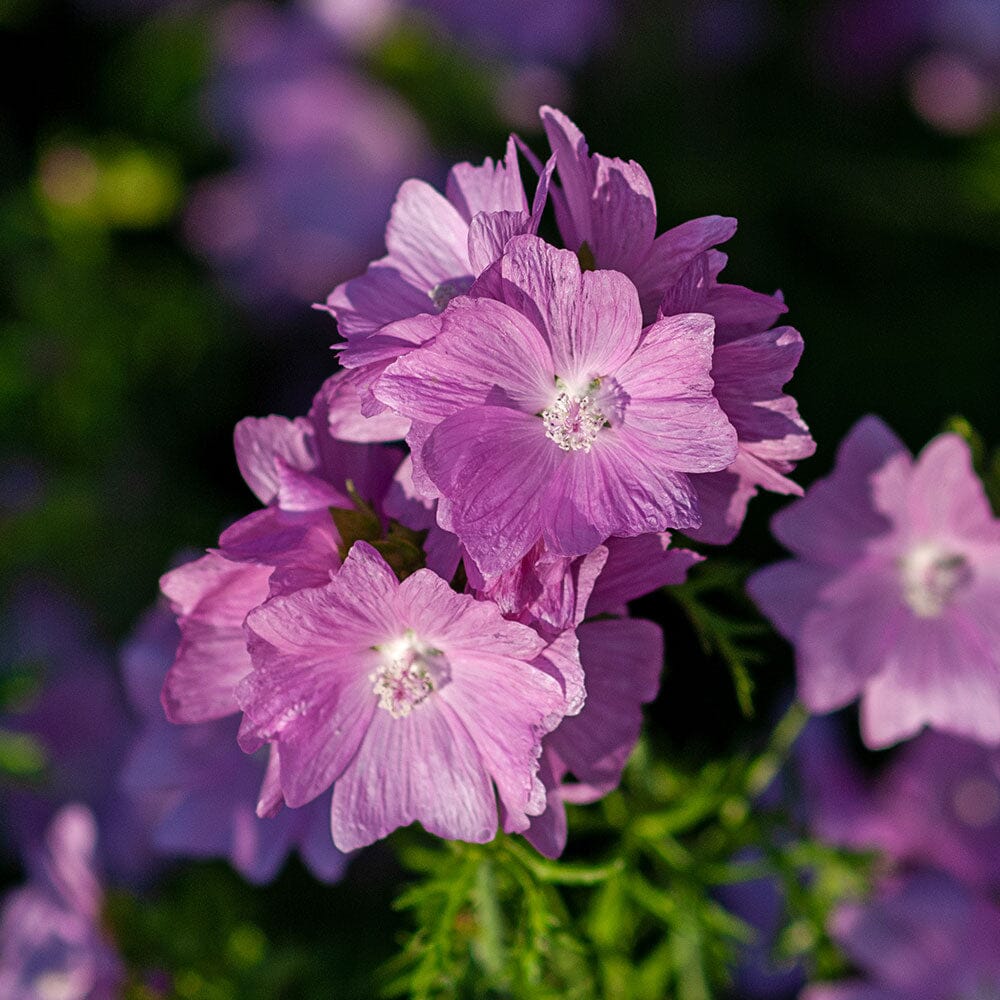 MALVA moschata rosea 9cm Pot Perennials