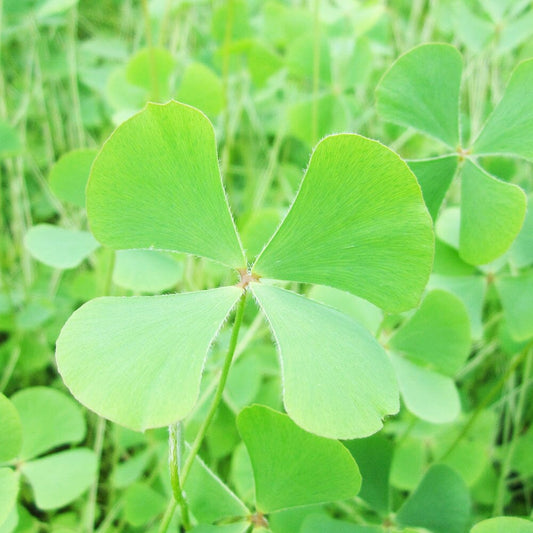 Marsilea Quadrifolia Aquatic Pond Plant - Water Shamrock Aquatic Plants