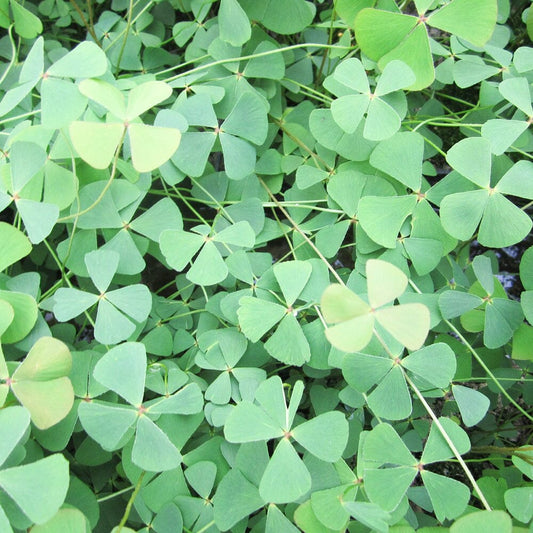 Marsilea Quadrifolia Aquatic Pond Plant - Water Shamrock Aquatic Plants