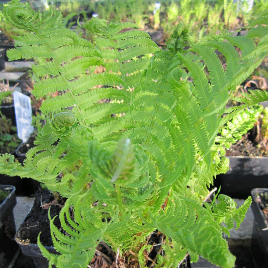 Matteuccia Struthiopteris Aquatic Pond Plant - Ostrich Fern Aquatic Plants