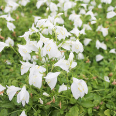 Mazus Reptans Alba Aquatic Pond Plant - White Chinese Marshflower Aquatic Plants