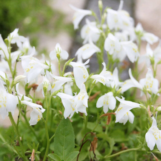 Mazus Reptans Alba Aquatic Pond Plant - White Chinese Marshflower Aquatic Plants