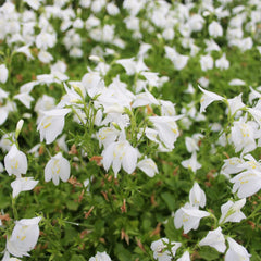 Mazus Reptans Alba Aquatic Pond Plant - White Chinese Marshflower Aquatic Plants