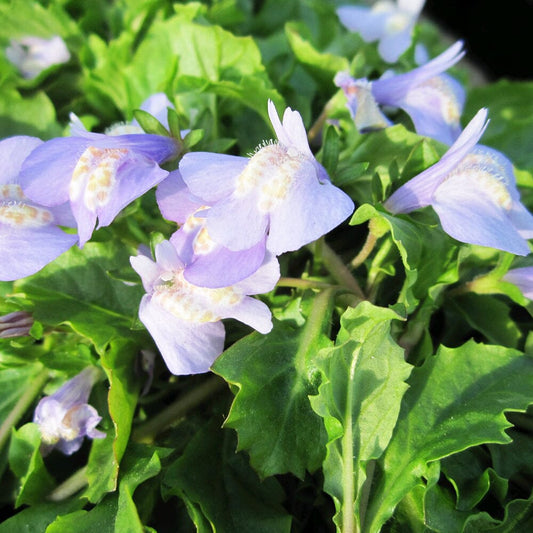 Mazus Reptans Aquatic Pond Plant - Chinese Marshflower Aquatic Plants