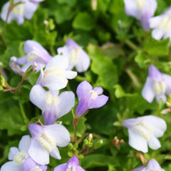 Mazus Reptans Aquatic Pond Plant - Chinese Marshflower Aquatic Plants