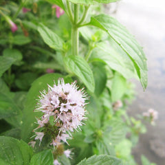 Mentha Aquatica Aquatic Pond Plant - Water Mint Aquatic Plants