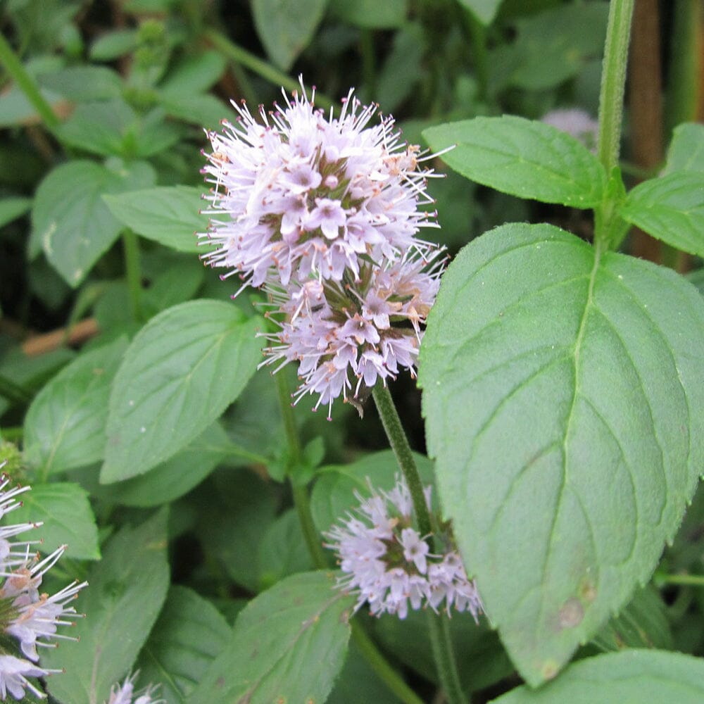 Mentha Aquatica Aquatic Pond Plant - Water Mint Aquatic Plants