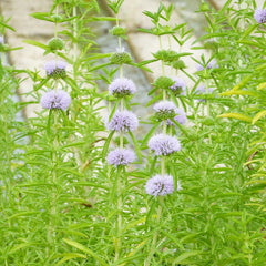 Mentha Cervina Aquatic Pond Plant - Water Spearmint Aquatic Plants