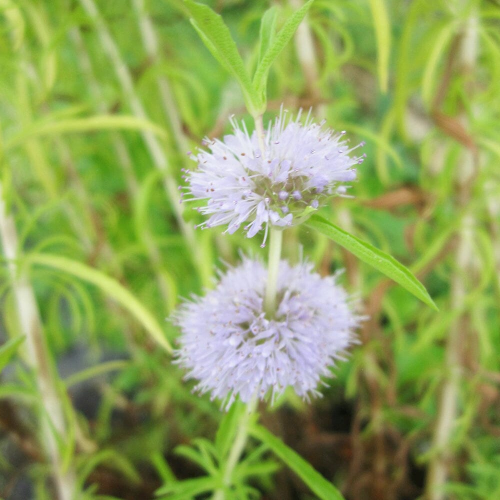 Mentha Cervina Aquatic Pond Plant - Water Spearmint Aquatic Plants