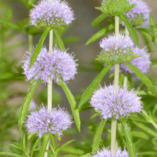 Mentha Cervina Aquatic Pond Plant - Water Spearmint Aquatic Plants