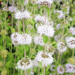 Mentha Pulegium Aquatic Pond Plant - Pennyroyal Aquatic Plants