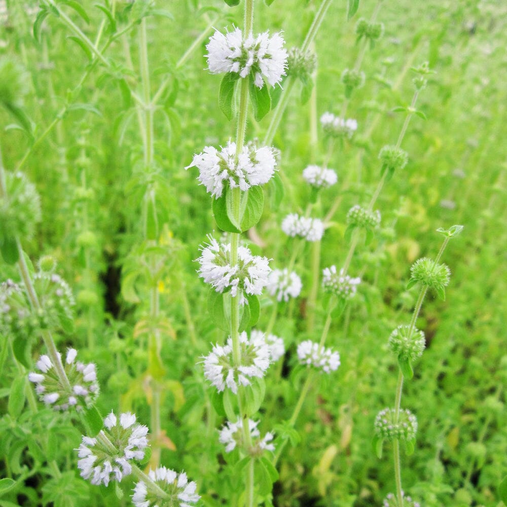 Mentha Pulegium Aquatic Pond Plant - Pennyroyal Aquatic Plants