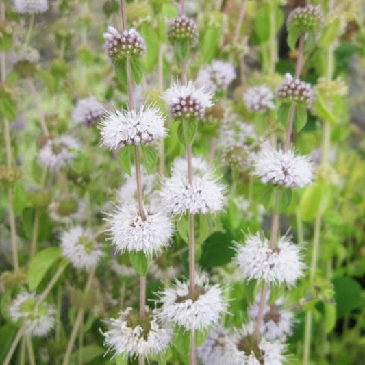 Mentha Pulegium Aquatic Pond Plant - Pennyroyal Aquatic Plants