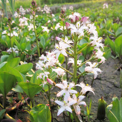 Menyanthes Trifoliata Aquatic Pond Plant - Bog Bean Aquatic Plants