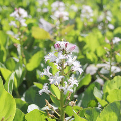 Menyanthes Trifoliata Aquatic Pond Plant - Bog Bean Aquatic Plants