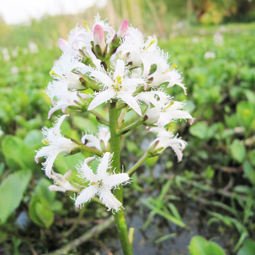 Menyanthes Trifoliata Aquatic Pond Plant - Bog Bean Aquatic Plants