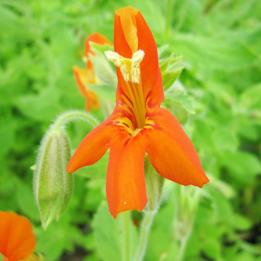 Mimulus Cardinalis Aquatic Pond Plant - Scarlet Monkey Flower Aquatic Plants