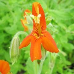 Mimulus Cardinalis Aquatic Pond Plant - Scarlet Monkey Flower Aquatic Plants