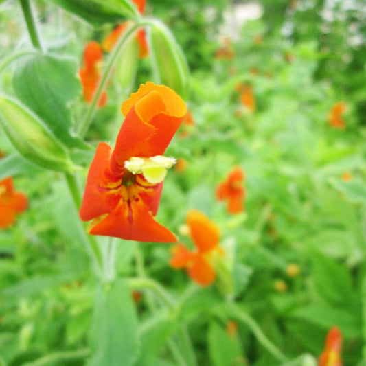 Mimulus Cardinalis Aquatic Pond Plant - Scarlet Monkey Flower Aquatic Plants