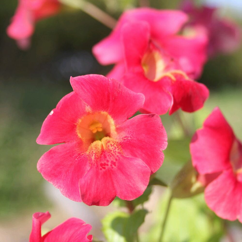 Mimulus Cupreus Red Emperor Aquatic Pond Plant - Copper Monkey Flower Aquatic Plants