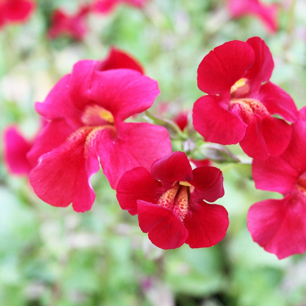 Mimulus Cupreus Red Emperor Aquatic Pond Plant - Copper Monkey Flower Aquatic Plants