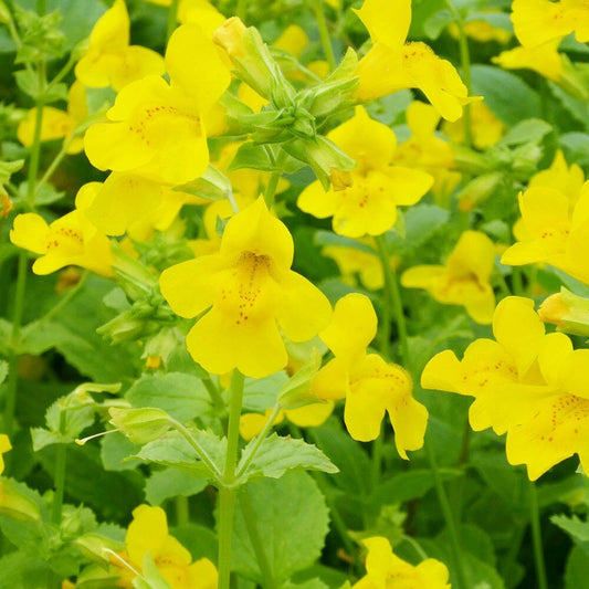 Mimulus Guttatus Aquatic Pond Plant - Common Monkey Flower Aquatic Plants