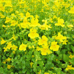 Mimulus Guttatus Aquatic Pond Plant - Common Monkey Flower Aquatic Plants