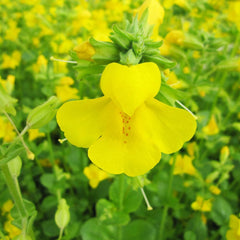 Mimulus Guttatus Aquatic Pond Plant - Common Monkey Flower Aquatic Plants