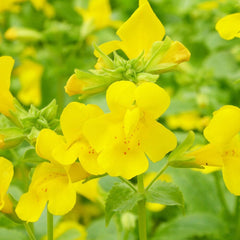 Mimulus Guttatus Aquatic Pond Plant - Common Monkey Flower Aquatic Plants