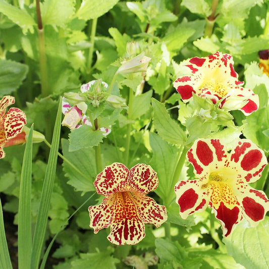 Mimulus Luteus Queens Prize Aquatic Pond Plant - Monkey Flower Aquatic Plants