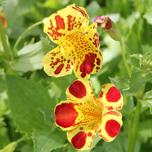 Mimulus Luteus Queens Prize Aquatic Pond Plant - Monkey Flower Aquatic Plants