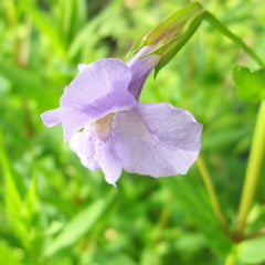 Mimulus Ringens Aquatic Pond Plant - Allegheny Monkey Flower Aquatic Plants