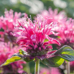 MONARDA didyma Balmy Pink 9cm Pot Perennials