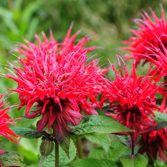 MONARDA didyma Red Shades 2 Litre Perennials