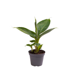 Musa Acuminata Bananna House Plant 6cm Pot Potted Houseplants