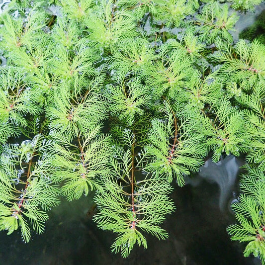 Myriophyllum Brasiliensis Red Stem Aquatic Pond Plant - Brazilian Water Milifoil Aquatic Plants