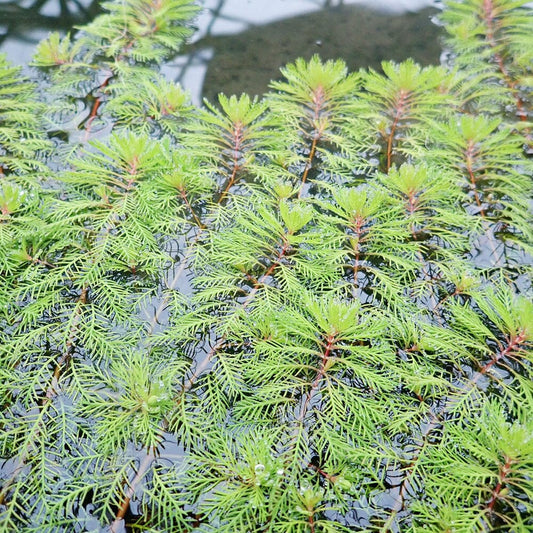 Myriophyllum Brasiliensis Red Stem Aquatic Pond Plant - Brazilian Water Milifoil Aquatic Plants