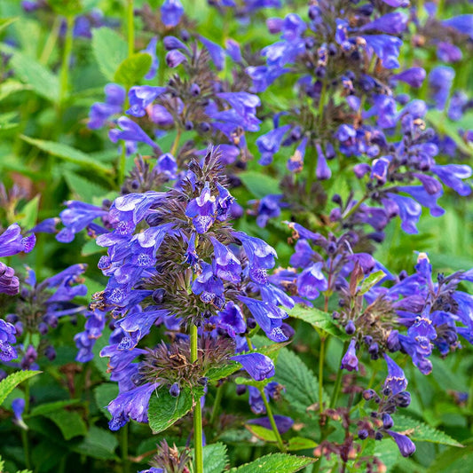 NEPETA Blue Dragon 2 Litre Perennials