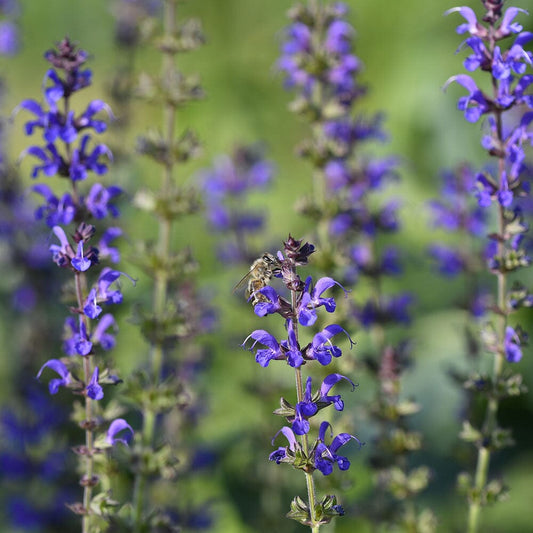 NEPETA faassenii Purrsian Blue 9cm Pot Perennials