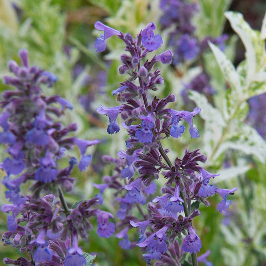 NEPETA faassenii Walker's Low 2 Litre Perennials