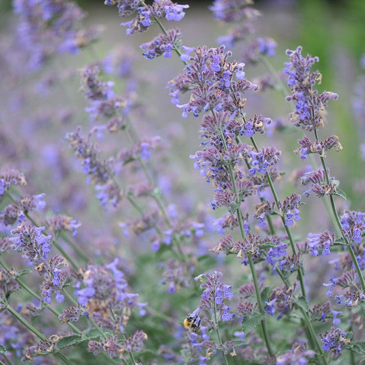 NEPETA Six Hills Giant 2 Litre Perennials