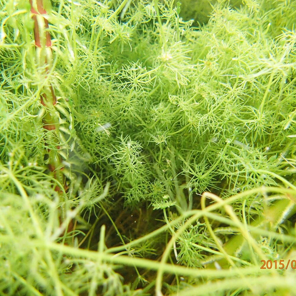 Nitella Flexilis Aquatic Pond Plant - Stonewort Aquatic Plants