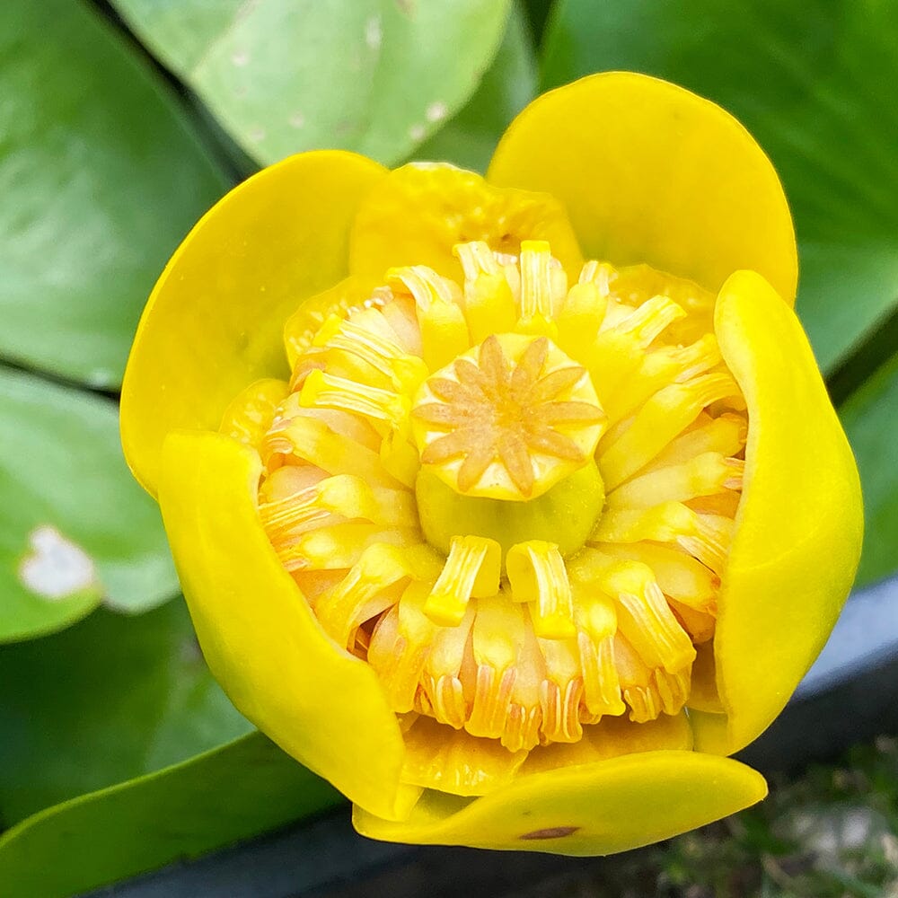 Nuphar Lutea Aquatic Pond Plant - Yellow Water Lily Aquatic Plants