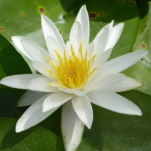 Nymphaea Alba Aquatic Pond Plant - Water Lily Aquatic Plants